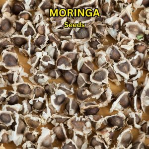 Moringa Seeds